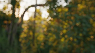 Yaz bahçesi, ağaçlar ve bitkilerle bulanık arka plan. Doğal bulanıklık, odak lensi yok.