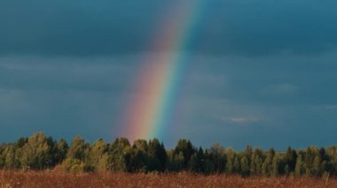 Yazın gökyüzünde, ormanın üzerinde parlak gökkuşağı