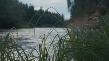 Ormandan akan sakin bir nehir.