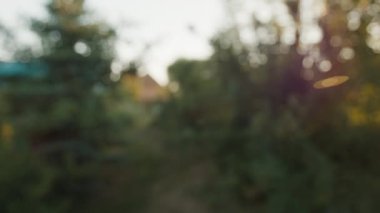 Yaz bahçesi, ağaçlar ve bitkilerle bulanık arka plan. Doğal bulanıklık, odak lensi yok.