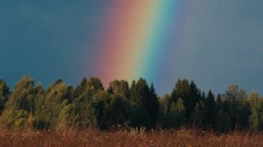Yazın gökyüzünde, ormanın üzerinde parlak gökkuşağı