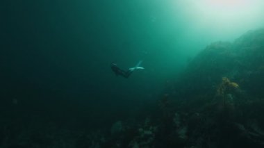 Soğuk su dalışı. Dalış kıyafeti giymiş bir kadın su altında yüzüyor ve deniz yosunlarıyla soğuk denizde serbest dalış yapıyor. Barents Denizi serbest dalışı