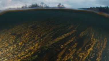 Sualtı dalgalı otlarla nehrin manzarasını ikiye böldü.