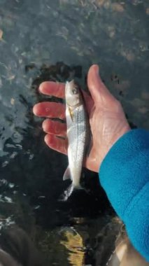 Yakala ve serbest bırak. Balıkçı balıkları temiz nehre bırakır..