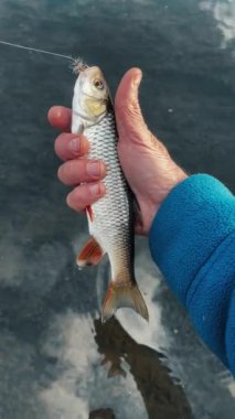 Yakala ve serbest bırak. Balıkçı balıkları temiz nehre bırakır..