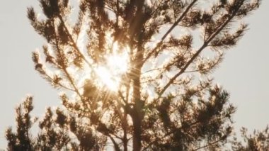 Güneş çam ağacının içinden parlıyor