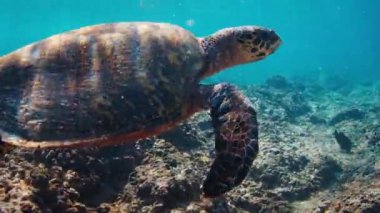 Kaplumbağa tropikal denizde resifin üzerinde yüzer, kaplumbağa sualtı görüntüsü