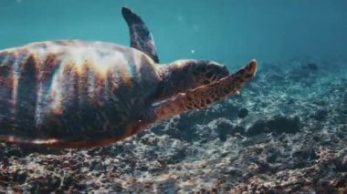 Kaplumbağa tropikal denizde resifin üzerinde yüzer, kaplumbağa sualtı görüntüsü
