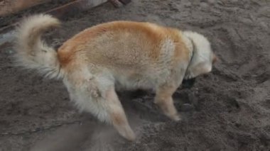 Köpek kumda çukur kazıyor.
