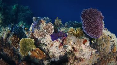Tropikal balık sürüsü okyanustaki canlı mercan resiflerinde yüzüyor. Raja Ampat, Endonezya