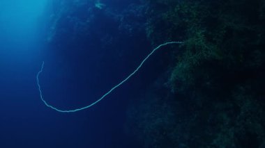 Biyolüminesans inci dizisi bir resif duvarının yanında suyun içinde yüzüyor. Raja Ampat, Endonezya