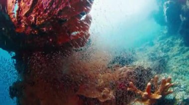 Küçük balık sürüsü bir mercan resifinin üzerinde yüzüyor. Raja Ampat, Endonezya