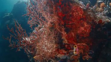 Güneş ışığı, resifte büyüyen kırmızı bir gorgonyan mercanı aydınlatır. Raja Ampat, Endonezya