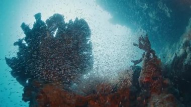 Renkli bir mercan resifinin yakınında zarifçe yüzen canlı balık sürüsü. Raja Ampat, Endonezya