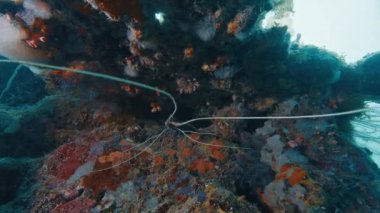 Ok yengeci uzun bacaklarını renkli bir mercan resifinde hareket ettiriyor. Raja Ampat, Endonezya