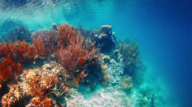 Mercan resifindeki su yüzeyinde parlayan güneş ışığı. Raja Ampat, Endonezya