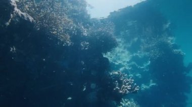 Güneş ışığı yüzeyden geçerken sığ sularda bir mercan resifinde yüzen balık sürüsü. Raja Ampat, Endonezya