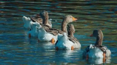 Kazlar göl kenarında birlikte yüzüyorlar.