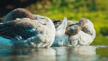 Serin bir gölette yüzerken kuş tüyü tarama yapan gri lag kazları.