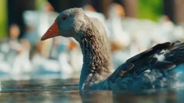 Kazlar zarif bir şekilde sakin bir göl boyunca senkronize bir şekilde yüzerler.