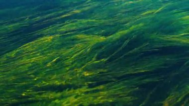 Nehirdeki canlı yeşil yosunların üzerinden nazikçe akan su.