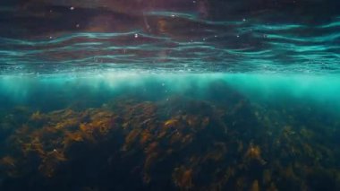 Barents Denizi sular altında. Kuzey Kutbu 'ndaki Barents Denizi' nin deniz yosunlarıyla kaplı bir deniz burnu. Barents Denizi 'nin sualtı denizi