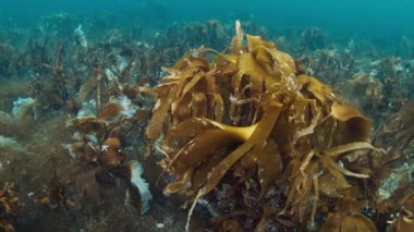 Barents Denizi sular altında. Kuzey Kutbu 'ndaki Barents Denizi' nin deniz yosunlarıyla kaplı bir deniz burnu. Barents Denizi 'nin sualtı denizi