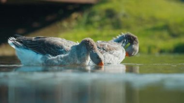 İki gri lag kazları gölde yüzüyor, biri tüylerini yolarken diğeri bakıyor.