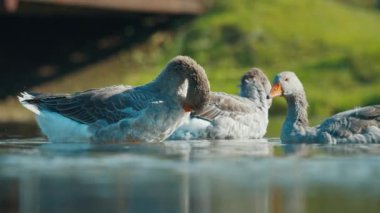 Greylag kazları güneşli bir günde gölde yüzerken küçük anlaşmazlıkları çözerler.