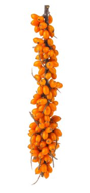 Beyaz arka planda izole edilmiş deniz dikenli üzümleri. Tasarım ayrıntıları. Tasarım elemanları. Makro. Tam odaklanma. Kartvizitler, kartpostallar ve posterler için arka plan