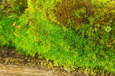 Eski bir tahtanın üzerinde yeşil yosun. Tasarım ayrıntıları. Tasarım elemanları. Makro. Tam odaklanma. Kartvizitler, kartpostallar ve posterler için arka plan