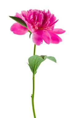 Beyaz arka planda izole edilmiş pembe şakayık çiçeği tasarım için detaylar. Tasarım elemanları. Makro. Tam odaklanma. Kartvizitler, kartpostallar ve posterler için arka plan.