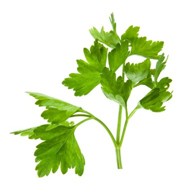 Beyaz arka planda maydanoz yeşillikleri. Tasarım ayrıntıları. Tasarım elemanları. Makro. Tam odaklanma. Kartvizitler, kartpostallar ve posterler için arka plan.