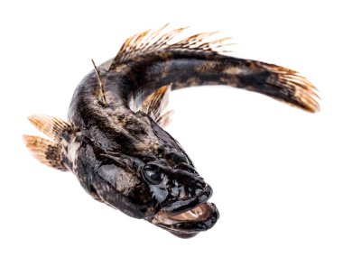 Taze balıklar beyaz arka planda izole edilmiş. Tasarım ayrıntıları. Tasarım elemanları. Makro. Tam odaklanma. Kartvizitler, kartpostallar ve posterler için arka plan