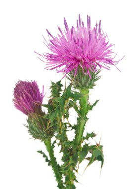 Süt devedikeni çiçekleri beyaz arka planda izole edilmiş. Tasarım ayrıntıları. Tasarım elemanları. Makro. Tam odaklanma. Kartvizitler, kartpostallar ve posterler için arka plan.