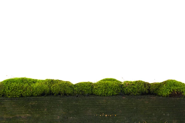 Зелений Мох Старій Дерев Яній Дошці Ізольований Білому Тлі Деталь — стокове фото