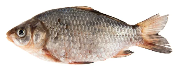 Frischer Karpfenfisch Isoliert Auf Weißem Hintergrund Detail Für Design Designelemente — Stockfoto