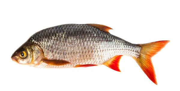 Fish Ram Isolated White Background Detail Design Design Elements Macro — Stock Photo, Image