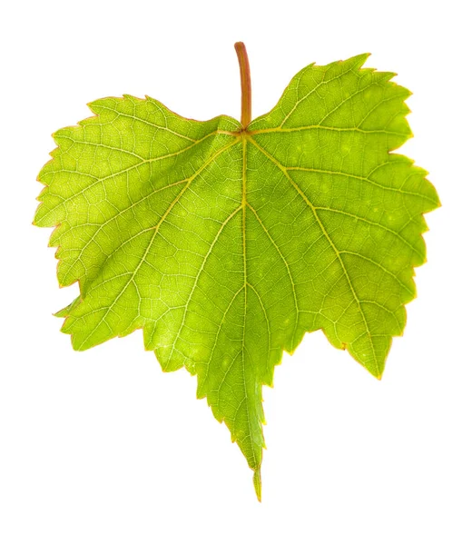 Зеленый Виноградный Лист Выделен Белом Фоне Вид Сверху — стоковое фото