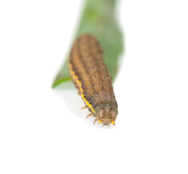 Caterpillar Απομονώνονται Λευκό Φόντο Λεπτομέρεια Για Σχεδιασμό Στοιχεία Σχεδιασμού Μακρο — Φωτογραφία Αρχείου