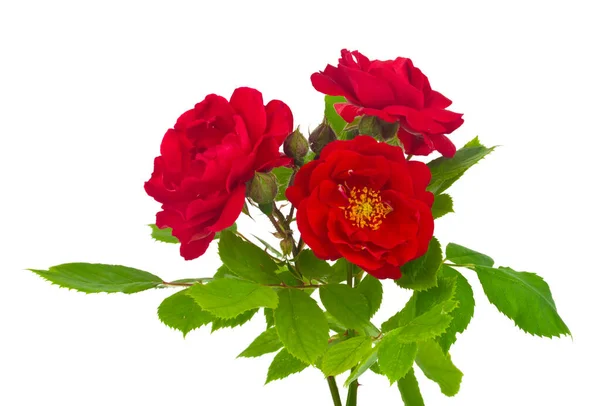 Czerwone Róże Izolowane Białym Tle Szczegół Projektu Elementy Konstrukcyjne Makro — Zdjęcie stockowe