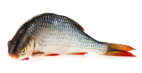 Fish Ram Isolated White Background Detail Design Design Elements Macro — Stock Photo, Image