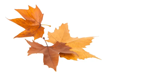 Podzimní Javorové Listy Izolované Bílém Pozadí Místo Pro Text — Stock fotografie
