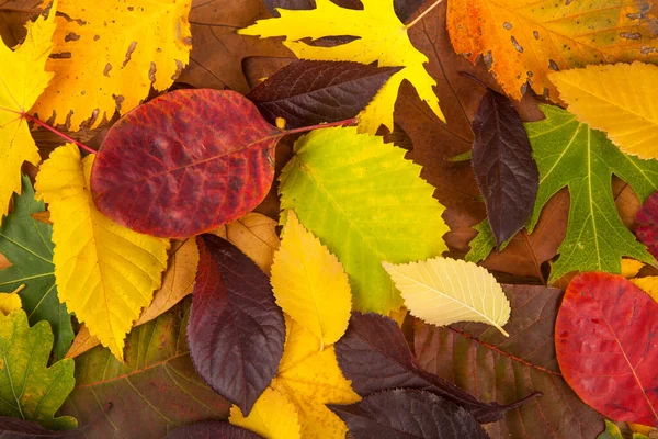 オレンジ 赤様々な秋の落ち葉 デザインの詳細 デザイン要素 マクロだ フルフォーカス はがき ポスターの背景 — ストック写真