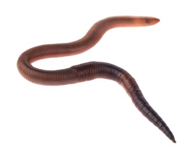 Solucanlar beyaz arkaplanda izole edilmiş. Tasarım ayrıntıları. Tasarım elemanları. Makro. Tam odaklanma. Kartvizitler, kartpostallar ve posterler için arka plan.