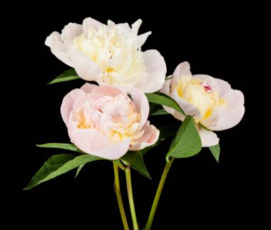 Siyah arka planda beyaz şakayık çiçekleri. Tasarım ayrıntıları. Tasarım elemanları. Makro. Kartvizitler, kartpostallar ve posterler için arka plan.