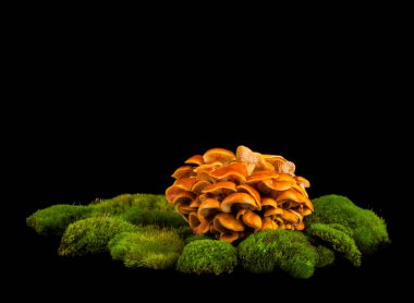 Yeşil yosun üzerindeki ağaç mantarları siyah arka planda izole edilmiş. Metin için yer.