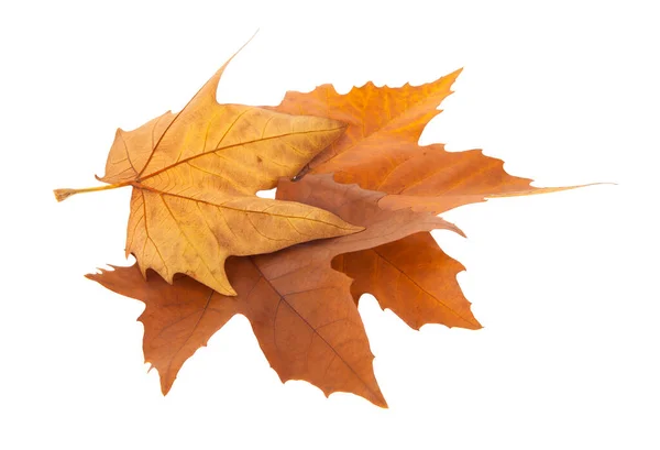 Podzimní Javorové Listy Izolované Bílém Pozadí Detail Pro Design Designové — Stock fotografie