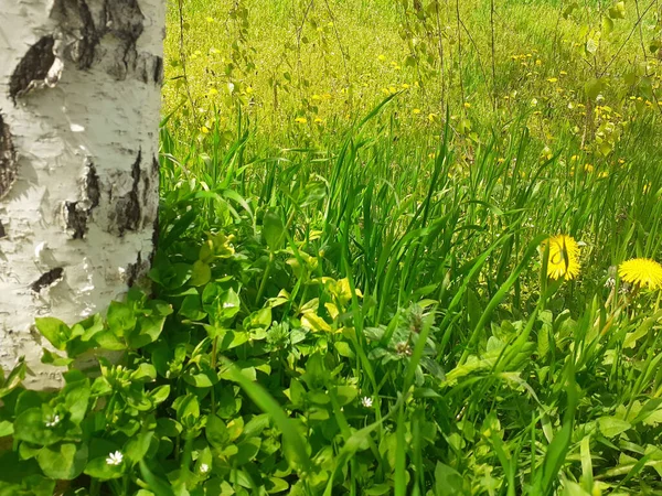 Mező Zöld Fűvel Sárga Pitypangokkal Sárga Nyári Virágok Réten Szelektív — Stock Fotó