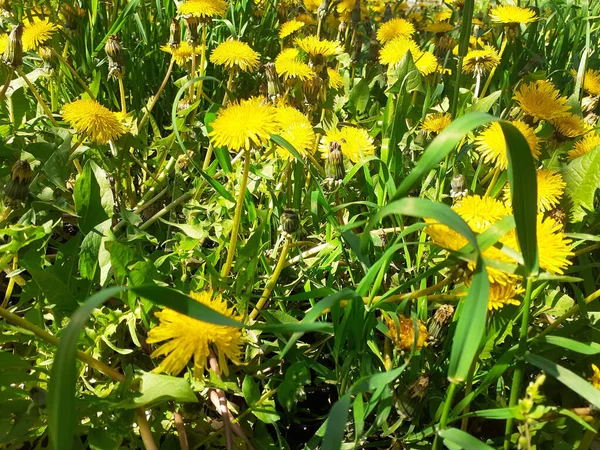 Поле Зеленою Травою Жовтими Кульбабами Жовті Літні Квіти Лузі Вибірковий — стокове фото